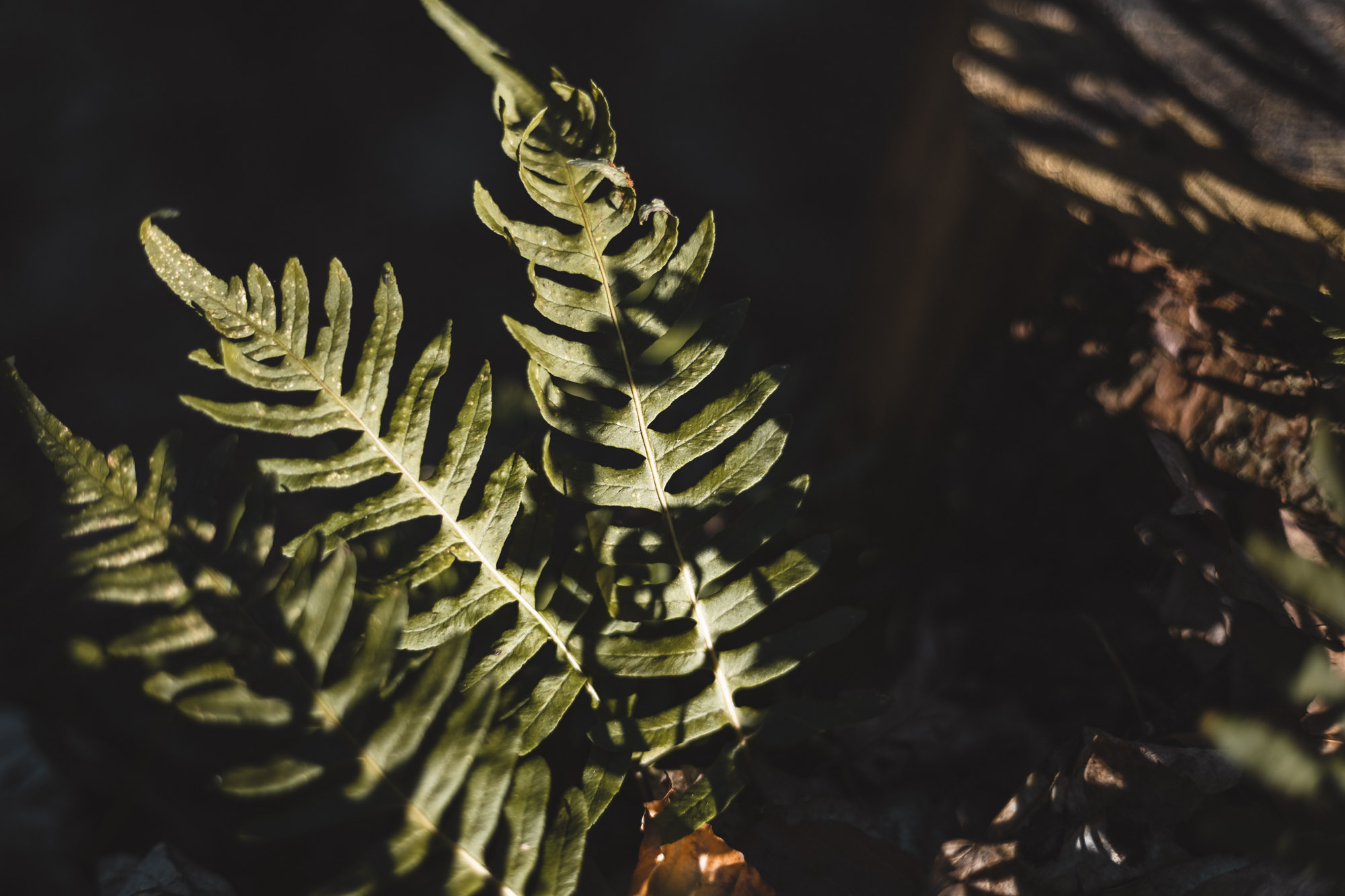 008