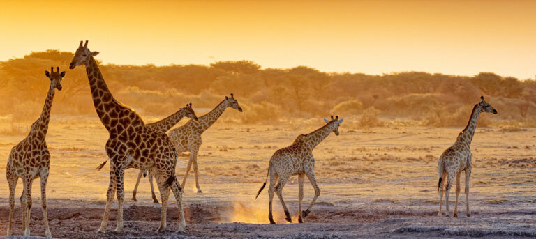 Dumella, Afrika.