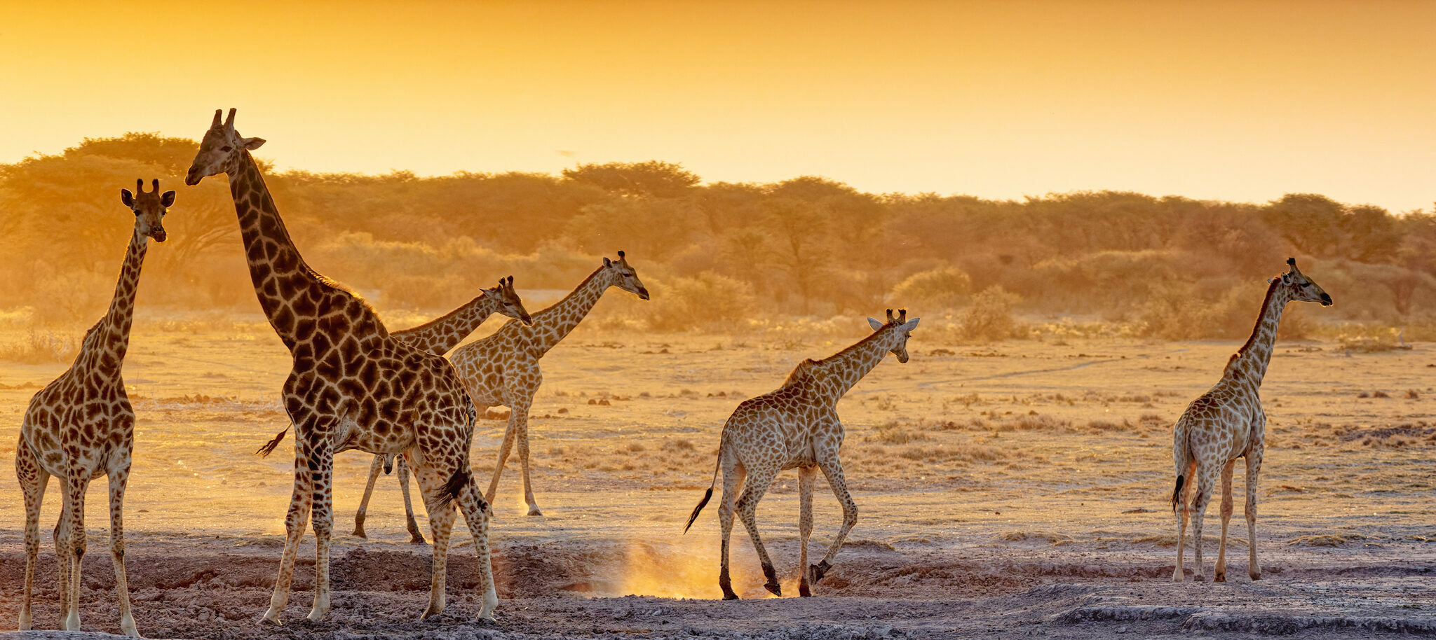 Giraffen am Wasserloch