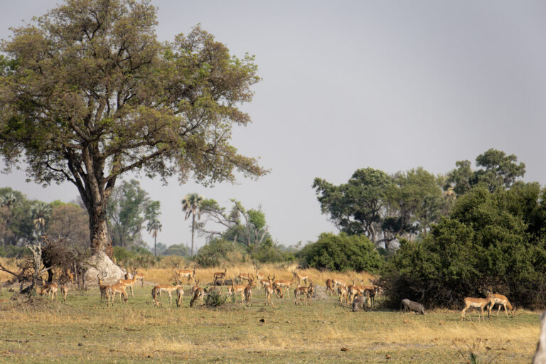 Okavango Delta (2)