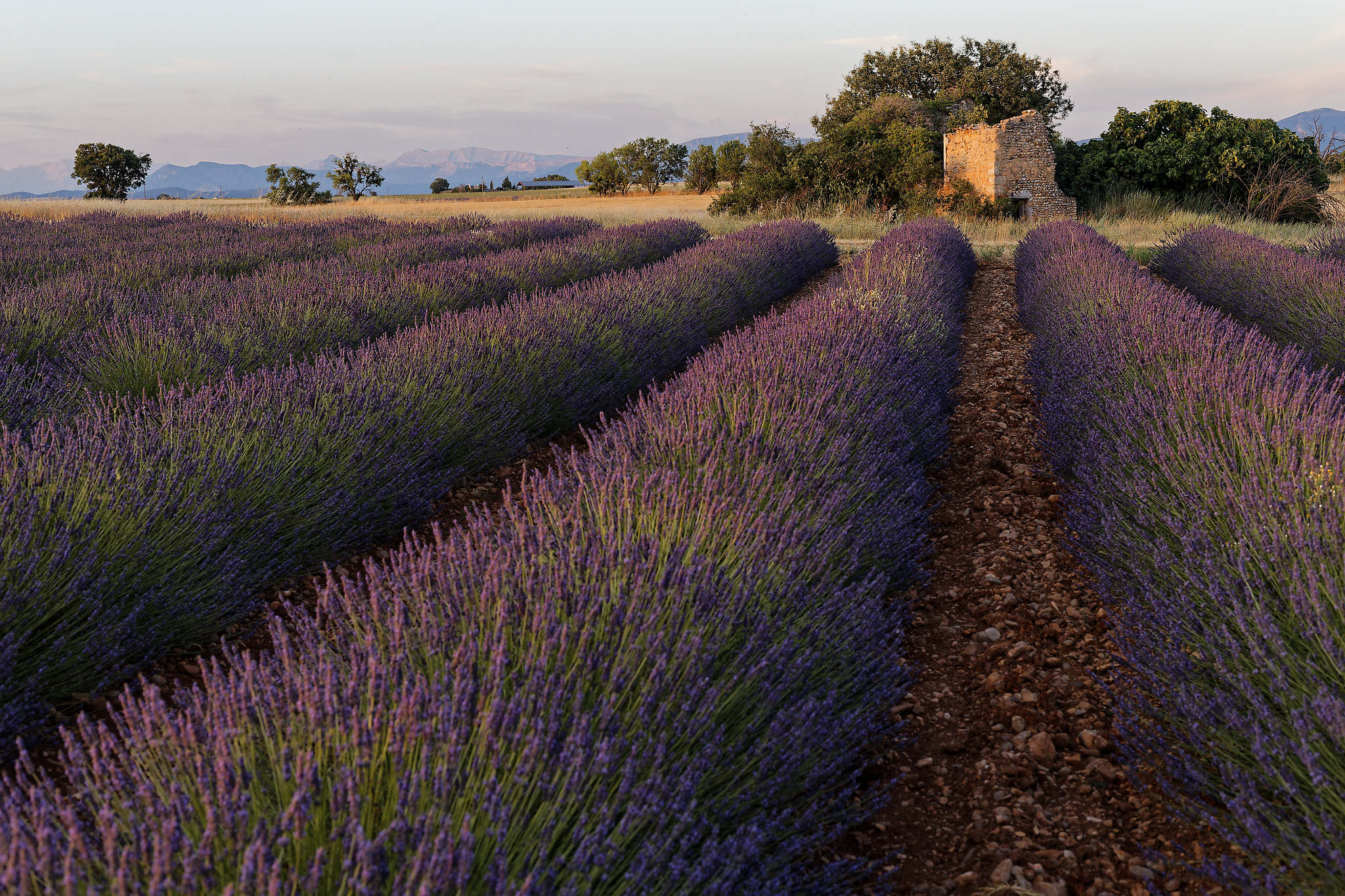 Ein Lavendelfeld in der Provence mit einem verfallenen Gebäude im Hintergrund