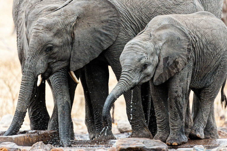 Okavango Delta (2)