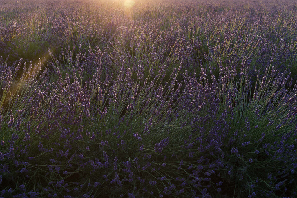 Ein Lavendelfeld im Gegenlicht am Abend