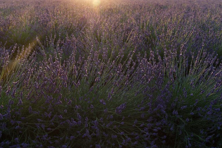 Der Duft der Provence