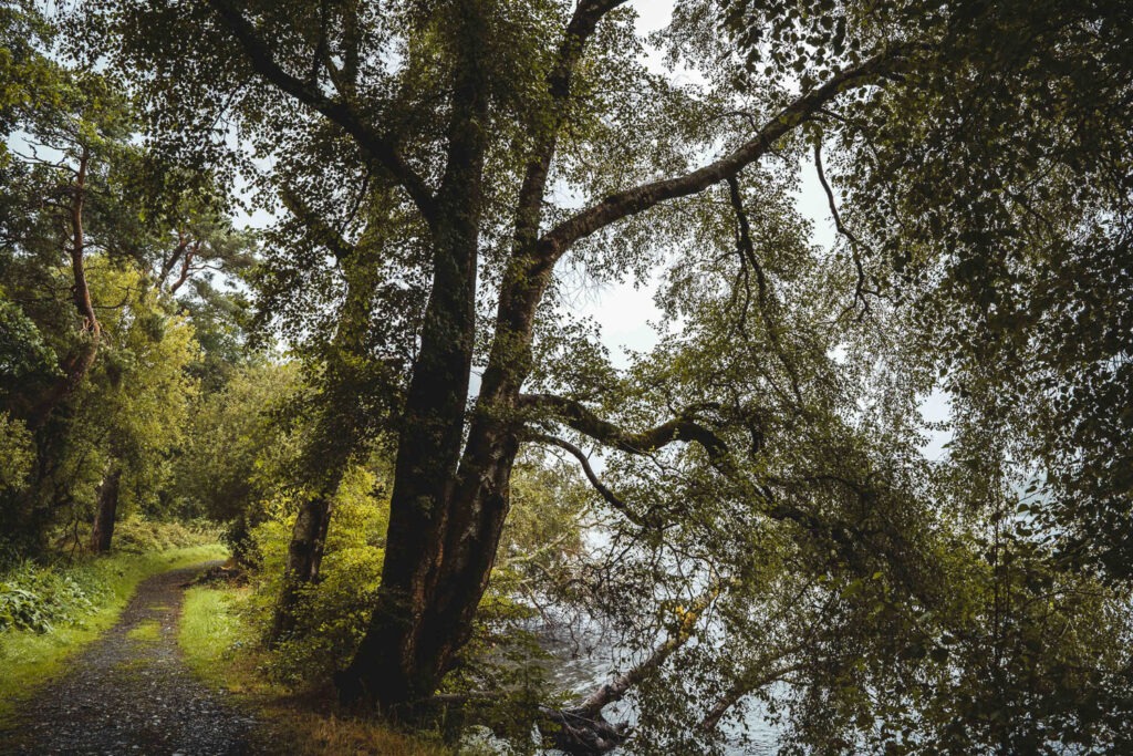 Ein schmaler, romantischer Weg am Vartry Reservoir in der Nähe von Wicklow