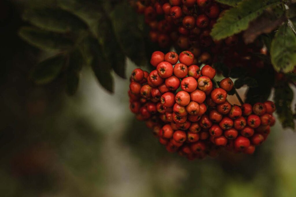 Eine große Dolde reifer Vogelbeeren