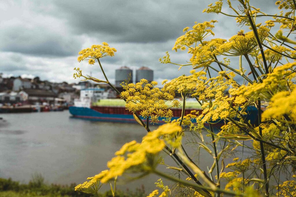 Blick durch gelbe Schafgarbe hindurch auf ein Schiff