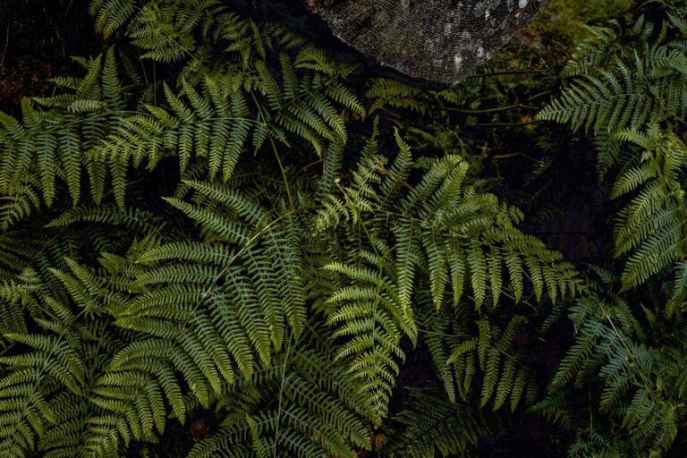 Farn, dunkelgrün und kräftig, am Wegesrand
