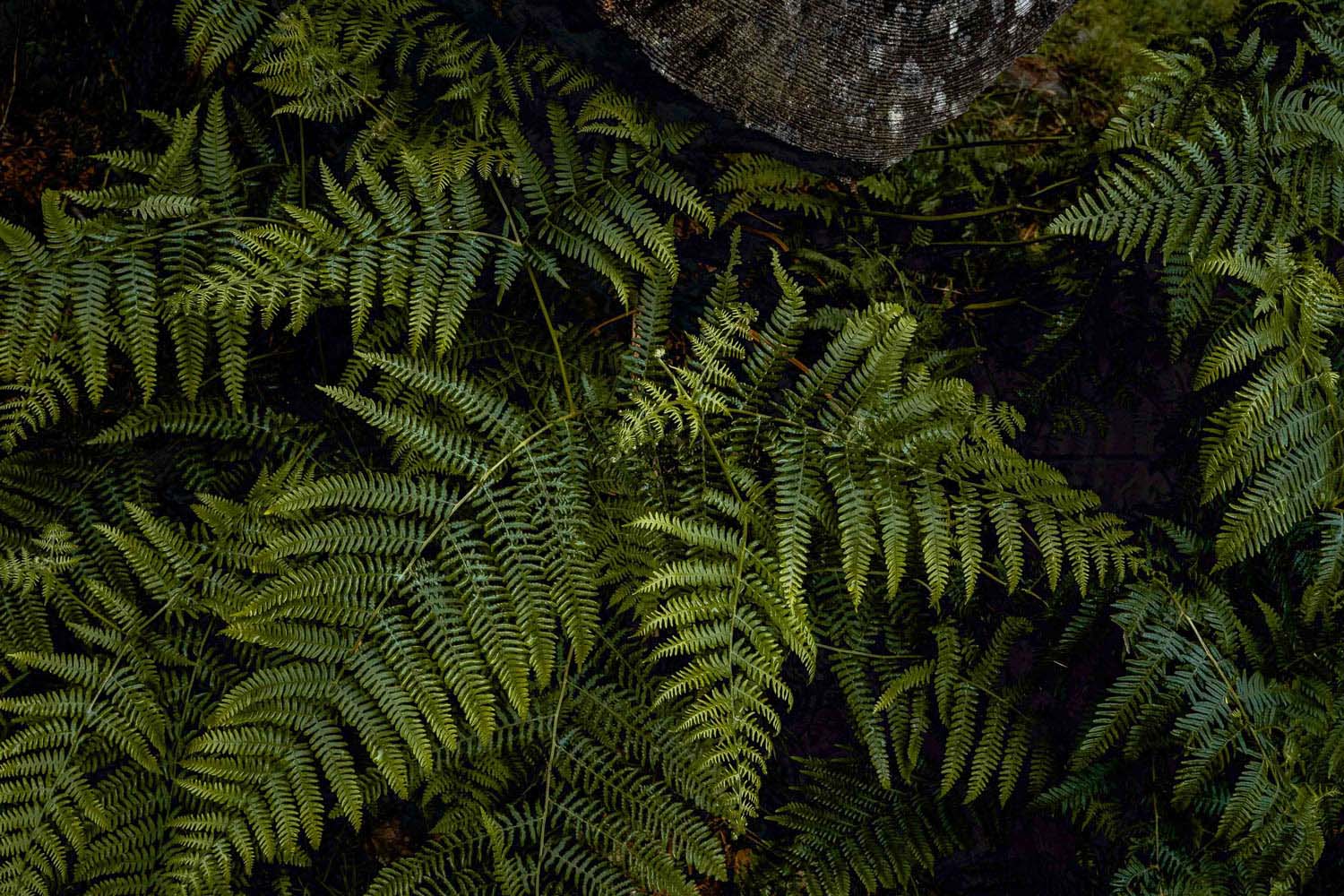Farn, dunkelgrün und kräftig, am Wegesrand